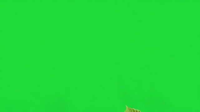 Fresh green mint leaves falling and spinning in slow motion against a professional chroma key green screen background