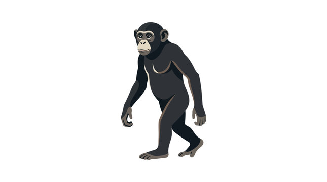 Full body vector illustration of a walking chimpanzee isolated on white background