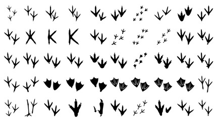 Fototapeta premium 50 Wildlife Bird Track Silhouette Vector Set Featuring Raptor Waterfowl Garden Birds Poultry Webbed Feet and Nature Footprints
