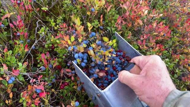 Autumn berry harvest in Carpathians, lingonberries and bilberries collected with special scoop comb rake, rustic traditional tool highlighting rural lifestyle and seasonal gathering
