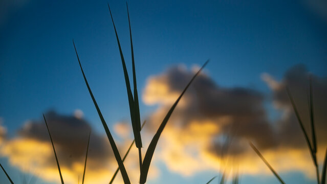 Silhouette of tall wild grass blades against a beautiful golden hour sunset sky.
A stunning, low-angle nature photograph capturing the dark silhouettes of slender wild grass stalks and thin leaf blade