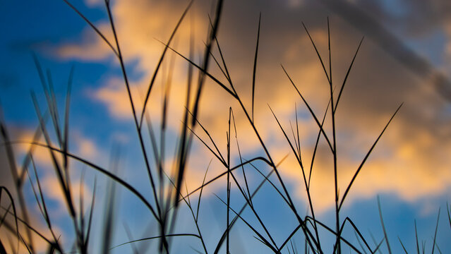 Silhouette of tall wild grass blades against a beautiful golden hour sunset sky.
A stunning, low-angle nature photograph capturing the dark silhouettes of slender wild grass stalks and thin leaf blade