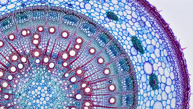 Microscopic cross section of plant stem showing intricate vascular bundles, cellular structure, and purple-blue tissue patterns