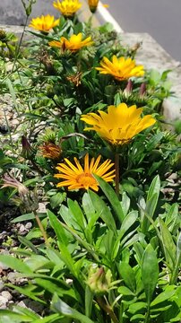 A cluster of yellow flowers blooms in the garden during the afternoon.Un grupo de flores amarillas florece en el jard&iacute;n durante la tarde, (2)