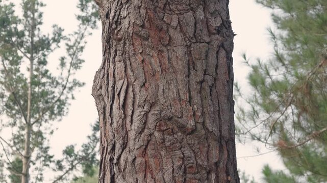 Detailed close-up view of rough, cracked pine tree bark with natural textures and layered patterns, surrounded by soft-focus forest greenery.