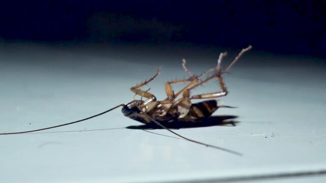 Video shows a cockroach lying on its back, weakly twitching its legs and struggling to move before gradually becoming still and motionless.