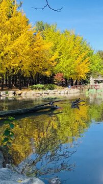 Scenic view of a calm park pond with golden autumn trees reflecting on the water surface and ducks resting on a floating log.