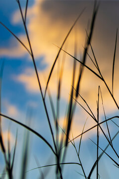 Silhouette of tall wild grass blades against a beautiful golden hour sunset sky.
A stunning, low-angle nature photograph capturing the dark silhouettes of slender wild grass stalks and thin leaf blade