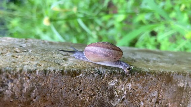 A snail slowly crawling across a wet stone with green foliage in the background. The snail has a striped shell and is extended, showing its body.