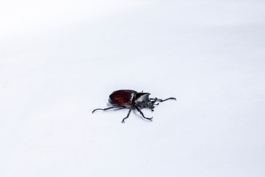 Rhinoceros beetle Xylotrupes gideon isolated on white background. Shiny dark brown horn beetle crawling isolated on white background