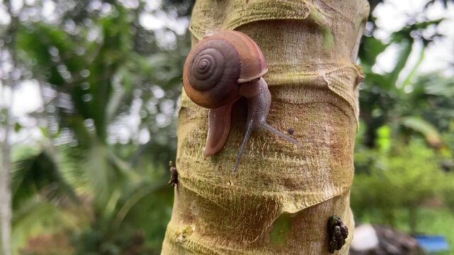 A close-up of a snail slowly crawling up a rough tree trunk, its shell a swirl of brown and beige. The background is a blur of green foliage, suggesting a natural, outdoor setting