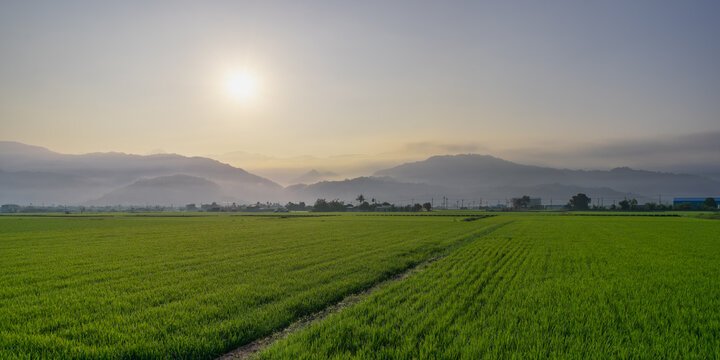 A tranquil morning view featuring lush green rice fields stretching towards misty mountains under a soft sunlit sky in Yuli, Taiwan.
