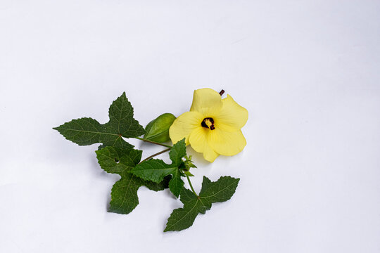 Okra flower Abelmoschus esculentus isolated on white background. Yellow okra flower Abelmoschus esculentus with green leaf isolated on white background