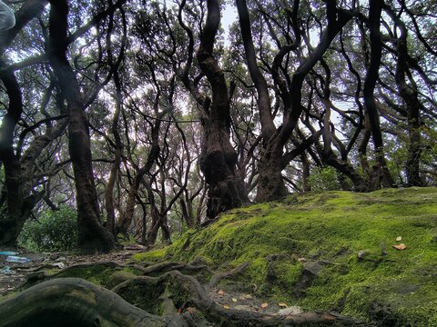 The image appears to show a dense moss forest with gnarled, twisting trees, and the ground and roots covered in a thick blanket of green moss.