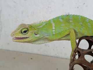 lizard on a tree © Mahbub