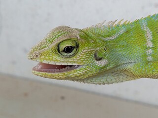 close up of a green iguana © Mahbub