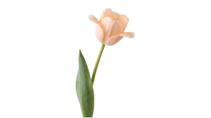 Fototapeta premium Pale peach tulip flower with green leaves on transparent background PNG with alpha channel