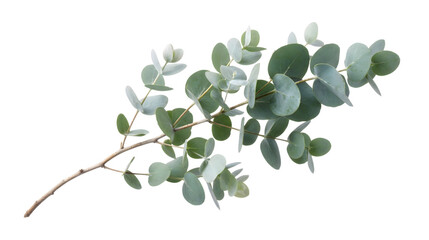 Eucalyptus branch with green leaves on transparent background PNG with alpha channel © rudmila