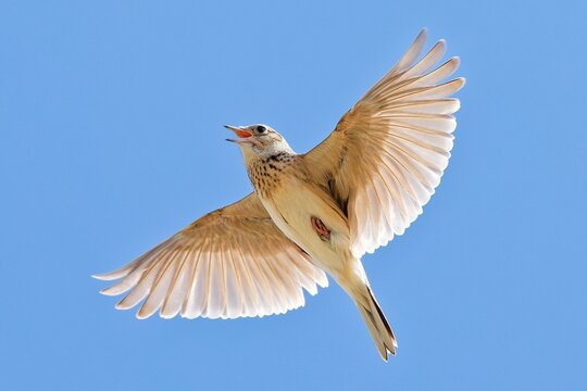 春の空で囀るヒバリ(Eurasian Skylark)