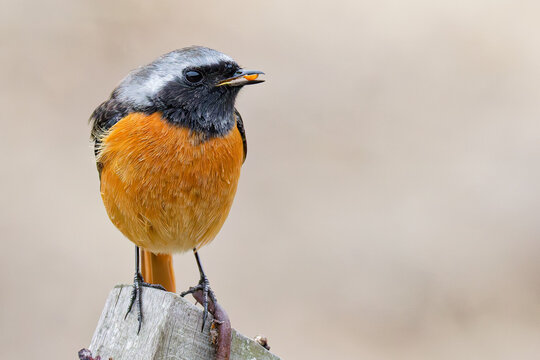種子を咥えるジョウビタキ(Daurian Redstart)の雄
