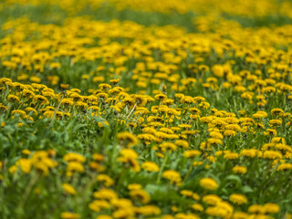Field of yellow dandelions. Taraxacum officinale, the common dandelion © Dmitrii Potashkin