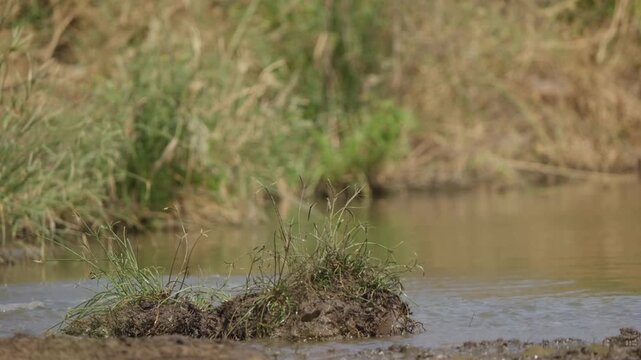 Plains zebras drink at a waterhole in Kruger National Park, then both startle and bolt away. Slow motion capture shows splashing water droplets and wild savanna behavior.