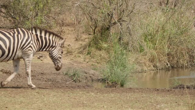 Plains zebra approaches a waterhole to drink in slow motion, nodding its head as it steps to the edge. A second zebra emerges behind, adding natural herd behavior context.