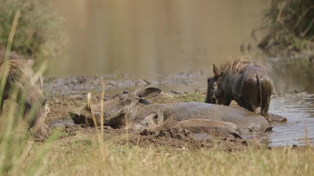 Warthog family mud bathing at a waterhole in Kruger National Park South Africa. Slow motion wildlife behavior, adults and piglets wallowing in muddy pond on safari.