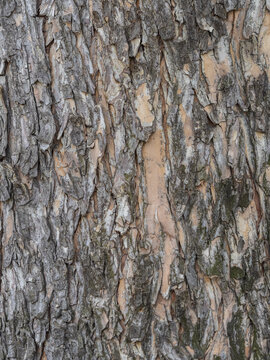 The texture of the bark of an old apple tree