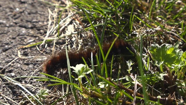 Detailed close up of a brown, hairy fox moth caterpillar, Macrothylacia rubi, crawling from the ground into lush green grass on a sunny day, showcasing its natural movement and behavior