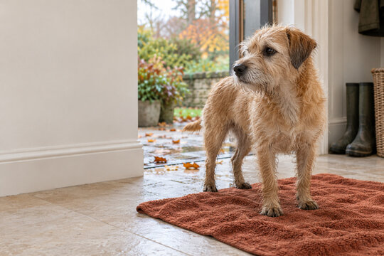 Terrier auf einem Handtuch nach dem Herbstspaziergang