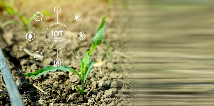 Young corn seedling in a field with an IoT smart farming hub interface and sensor icons. Concept of precision agriculture, crop monitoring, modern farm technology, and sustainable growth.