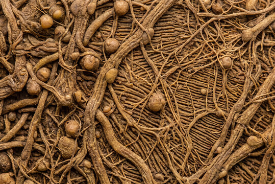 Macro close up of brown tree roots and textured bark surface for natural organic background pattern