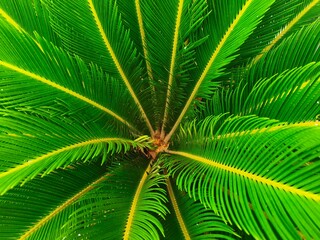Top view of vibrant green cycad palm leaves spreading in a symmetrical pattern from the center. © Dani