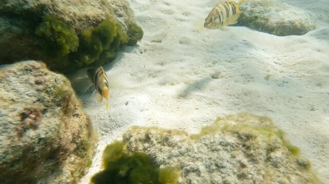 Underwater scene in Mediterranean Sea with fish swimming near rocks and sand, Painted Comber (Serranus scriba)