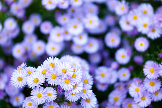 Purple aster flowers with yellow center blooming in garden with soft blurred bokeh background