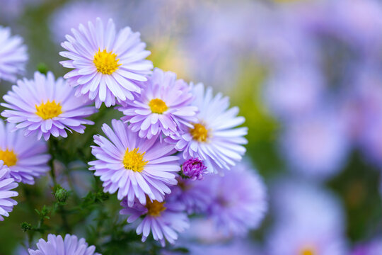 Purple aster flowers with yellow center blooming in garden with soft blurred bokeh background