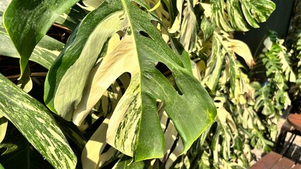leaves of a white variegated Monstera plant © Syaifudin