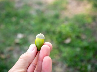 Close-up of a single unripe green acorn with a textured cap held between human fingers. Young oak tree seed against a blurred green natural background with copy space. © Marek