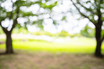 Abstract bokeh background of green public park lawn with empty twin trees © spacezerocom