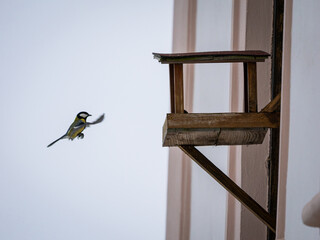 great tit parus major © Filip