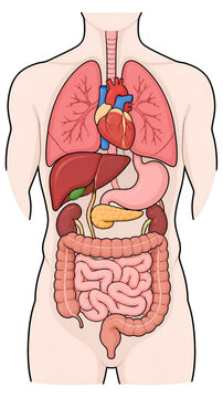 Human body internal organs diagram showing heart lungs liver stomach