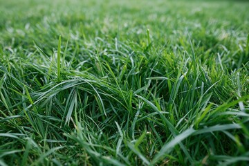 Fototapeta premium The Closeup of Lush Green Grass Blades in a Meadow