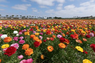 Fototapeta premium The Field of Vibrant Poppies Under a Bright Blue Sky on a Sunny Day