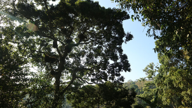 Silhouette of large lush green forest trees against a bright clear blue sky
