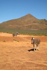 zebra in the savannah © Lily