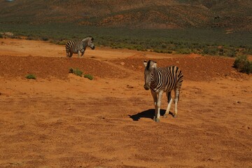 zebra crossing the road © Lily