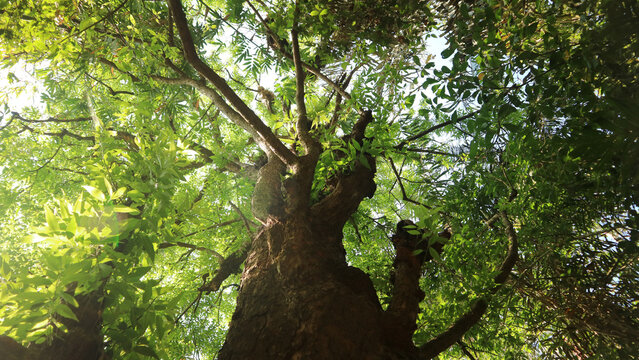 Low angle view of a tall ancient tree trunk with dense green leaves