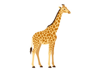 Obraz premium Giraffe Standalone Animal Portrait in Natural Colors