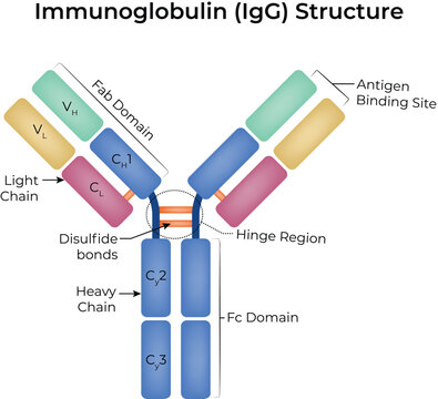 Antibody Structure and IgG Subclasses Medical Science Infographic